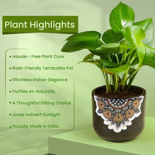 Money Plant In Black Mandala Pot