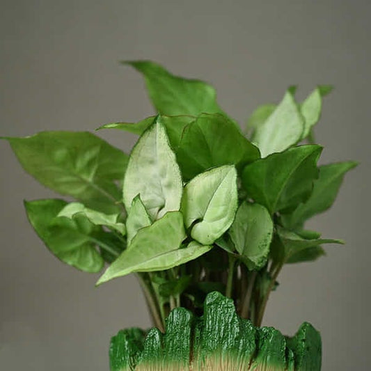Baby Groot Syngonium