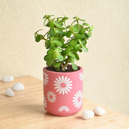 Jade Plant N Chocolate Almond Rocks Combo