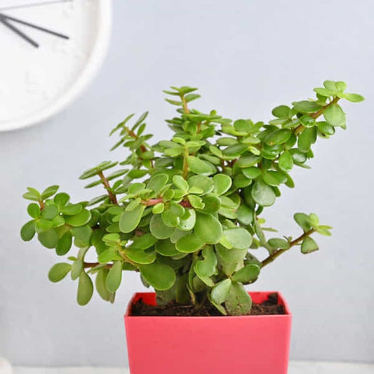 Jade Plant In Beautiful Pot