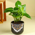 Money Plant In Black Mandala Pot