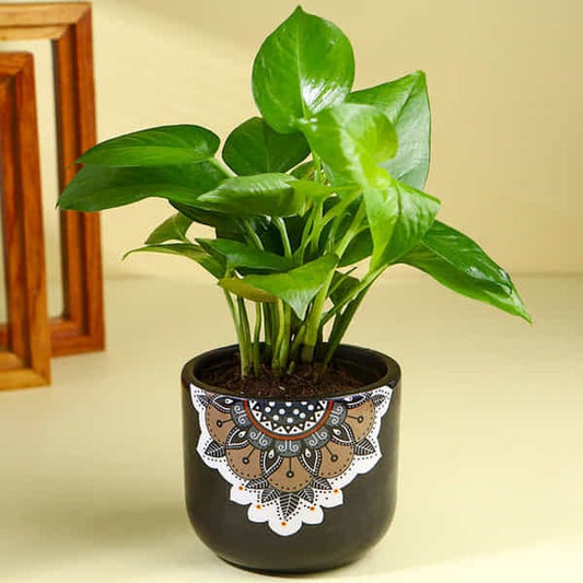 Money Plant In Black Mandala Pot