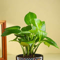 Money Plant In Black Mandala Pot