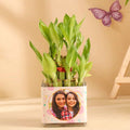 Lucky Bamboo In Glass Pot For Daughter
