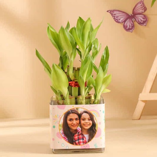Lucky Bamboo In Glass Pot For Daughter