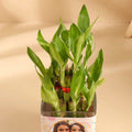 Lucky Bamboo In Glass Pot For Daughter