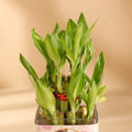 Lucky Bamboo In Glass Pot For Daughter