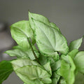 Baby Groot Syngonium