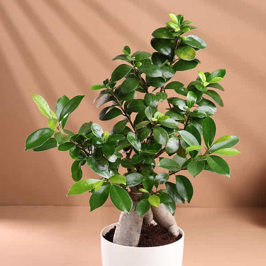 Microcarpa Bonsai Plant