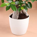 Microcarpa Bonsai Plant