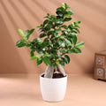 Microcarpa Bonsai Plant