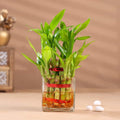 Beautiful 2 Layer Lucky Bamboo Plant