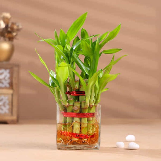Beautiful 2 Layer Lucky Bamboo Plant