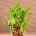 Beautiful 2 Layer Lucky Bamboo Plant