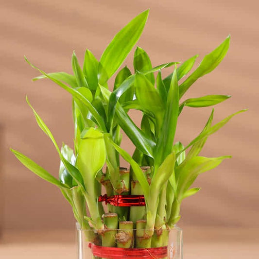 Beautiful 2 Layer Lucky Bamboo Plant
