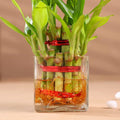 Beautiful 2 Layer Lucky Bamboo Plant