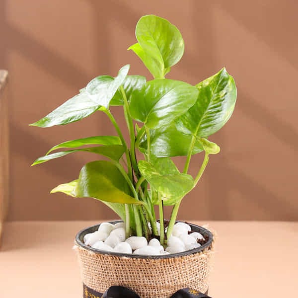 Money Plant In A Jute Wrapped Pot