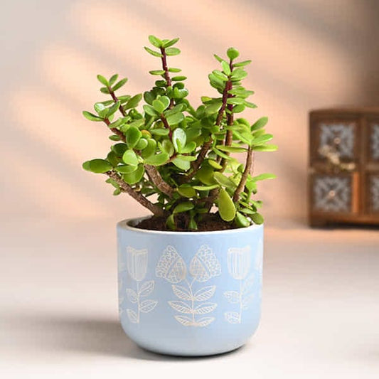 Serene Jade In Hand Painted Blue Terracotta Pot