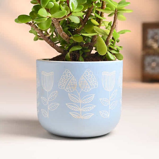 Serene Jade In Hand Painted Blue Terracotta Pot
