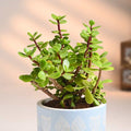 Serene Jade In Hand Painted Blue Terracotta Pot