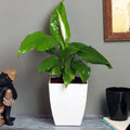 Peace Lily Special Bday