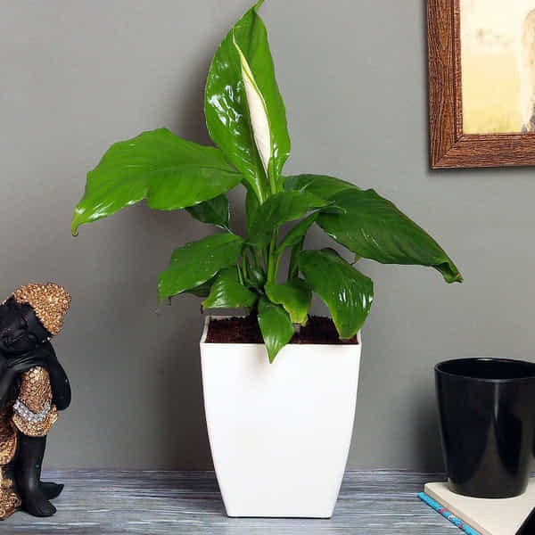 Peace Lily Special Bday
