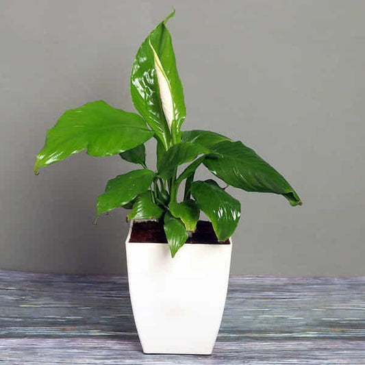 Peace Lily Special Bday
