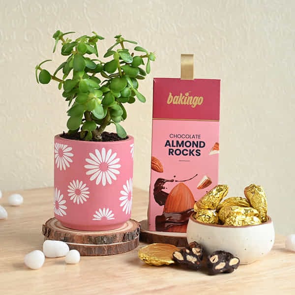 Jade Plant N Chocolate Almond Rocks Combo