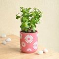 Jade Plant N Chocolate Almond Rocks Combo