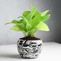 Money Plant In Trendy Pots