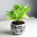 Money Plant In Trendy Pots