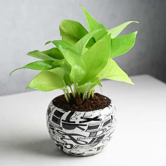 Money Plant In Trendy Pots