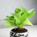 Money Plant In Trendy Pots