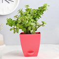 Jade Plant In Beautiful Pot