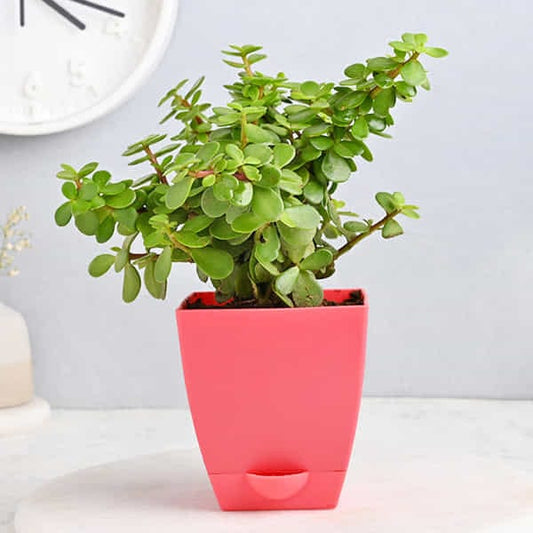 Jade Plant In Beautiful Pot