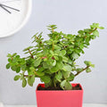 Jade Plant In Beautiful Pot