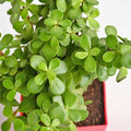 Jade Plant In Beautiful Pot