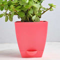 Jade Plant In Beautiful Pot
