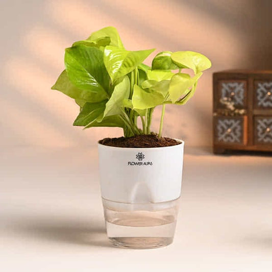 Money Plant In Trendy Pot