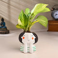 Green Indore Peace Lily Live Plants
