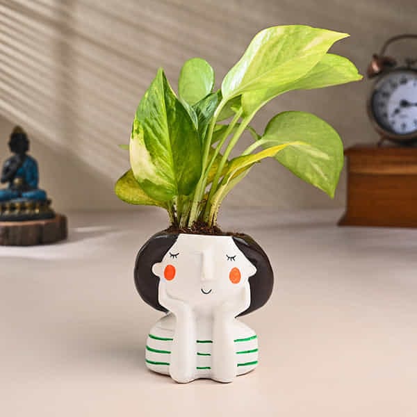 Green Indore Peace Lily Live Plants