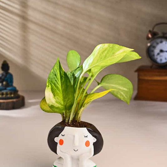 Green Indore Peace Lily Live Plants