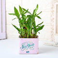 New Year Happy Bamboo Plant