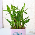 New Year Happy Bamboo Plant