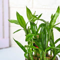 New Year Happy Bamboo Plant