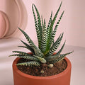 Haworthia Plant In Exquisite Terracotta Pot