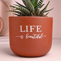 Haworthia Plant In Exquisite Terracotta Pot