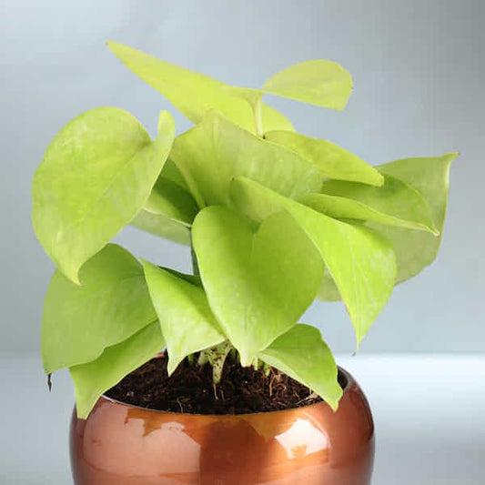 Money Plant In Metal Pot