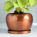 Money Plant In Metal Pot