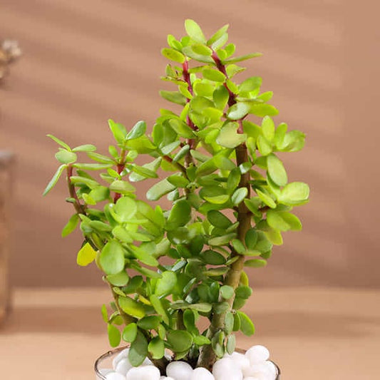 Profuse Jade Terrarium